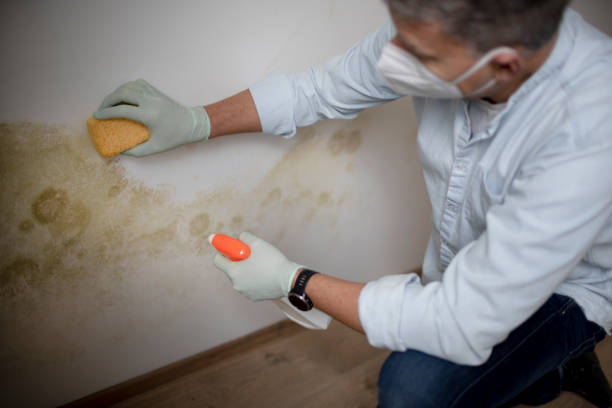 Best Industrial Mold Remediation in Lumbine Valley, CO